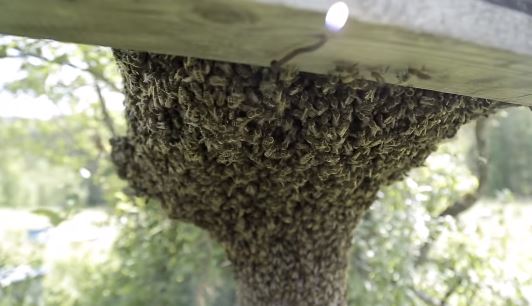 Роящиеся пчелы