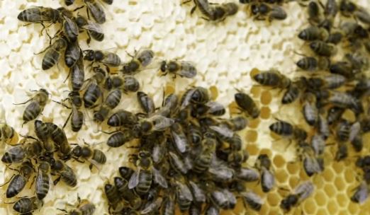 Пчелы печатают мед