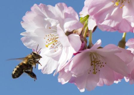 Контроль за опылением пчелами растений