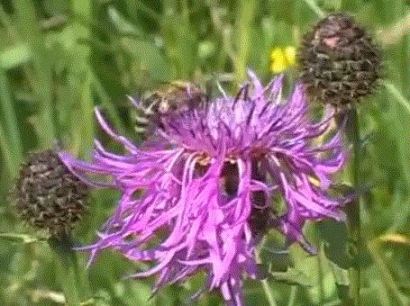 Мед из разнотравья пчелы собирают на лугах и полянах