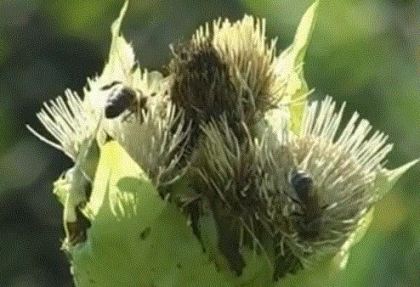 Поэтому в меде из разнотравья содержится пыльца богатая витаминами и белками, что крайне полезно для пчел и людей