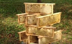 Перспективы пчеловодства Брянской области