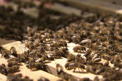 Пчеловодство Германии все ли хорошо в зазеркалье?