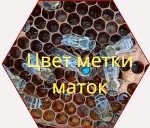 Цвет меток матки по годам