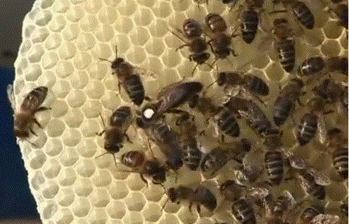 Пчела фото - матка карника