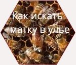 Как искать матку в улье