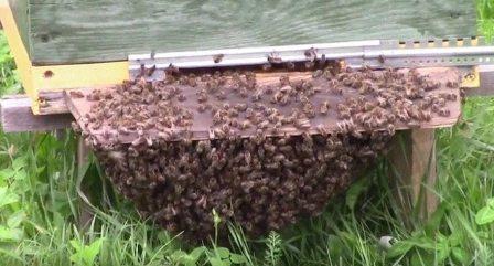 Jak pomóc pszczołom w czasie upałów czyli co zrobić gdy w czasie upałów nie ma możliwości schowania ula w cień