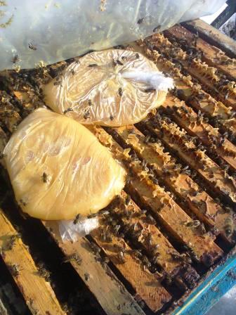 Подкормка зимующих пчел