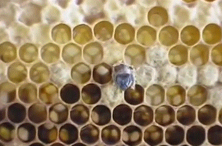 Пчела фото рождение новой пчелы 