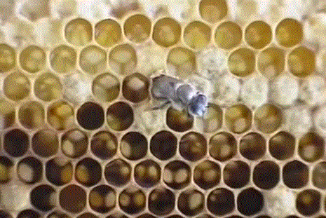Пчела фото рождение новой пчелы 