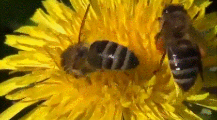 Пчела фото Пчелы на цветке одуванчика