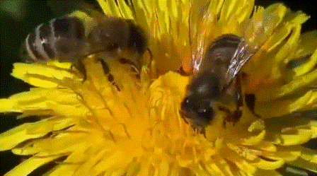 Пчела фото Пчелы на цветке одуванчика