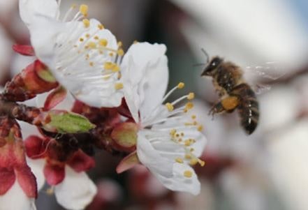 Photo of a bee on an apricot flower