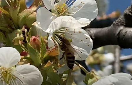 Jak zapylać czereśnie pszczołami