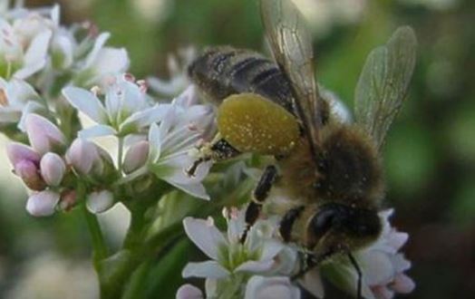 Организация опыления гречихи медоносными пчелами