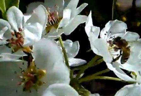 Zdjęcie pszczoły na kwiacie gruszy