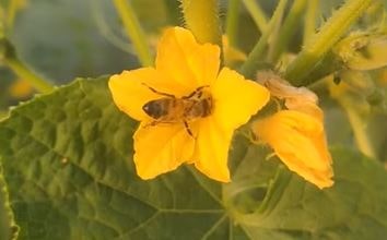 Породы пчел для работы в защищенном грунте
