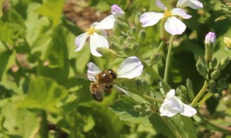 Опыление овощных культур медоносными пчёлами