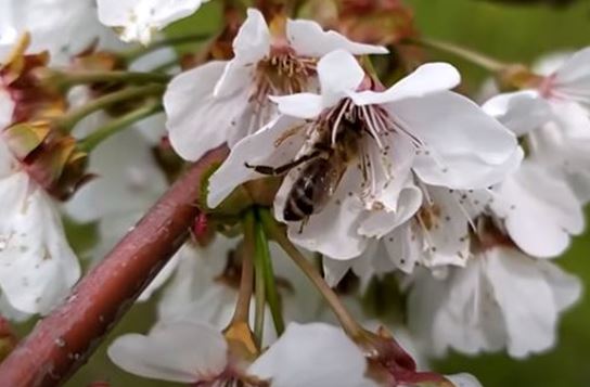 Zdjęcie pszczoły zbierającej nektar na kwiacie wiśni