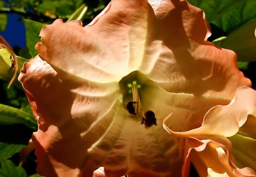 Пчела фото пчелы в очереди за нектаром
