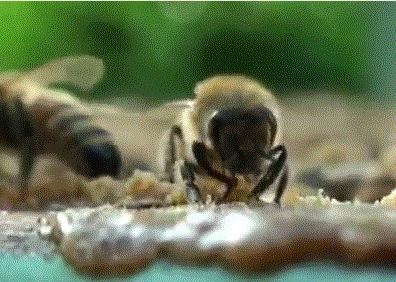 Пчелы прополисуют щели в улье