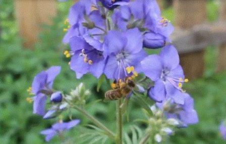 Пчела фото пчелы собирают мед с синюхи голубой