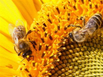 Постарайтесь уберечь пчел от химических обработок полей