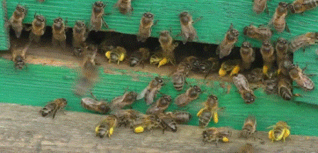 Генно модифицированые пчелы уже реальность