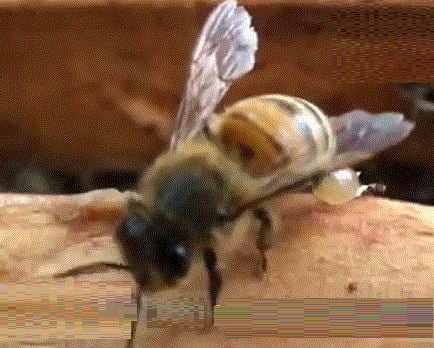 Пчела с прополисом возвращается в улей