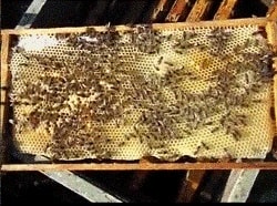Условия медосбора пчелиной семьи - обеспеченность сотами