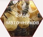 Виды маточников