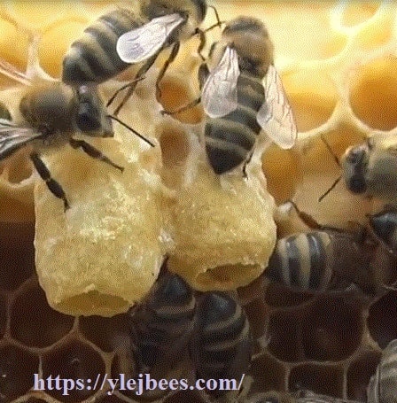 пчелиный маточник как выглядит