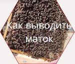 Вывод пчелиных маток на пасеке