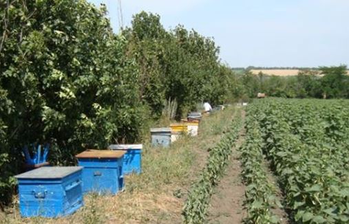 Затраты пчеловода на опыление растений