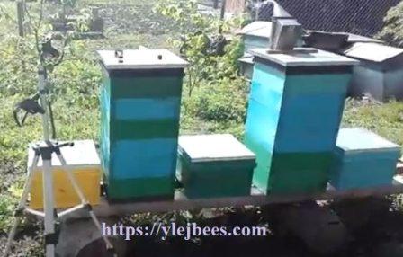 технология содержания пчел в альпийских ульях