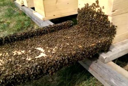 как привлечь пчел в новый японский улей