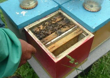Нуклеусы для пчел и работа с ними