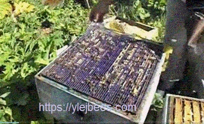 разделительная решетка для пчел в улье разделительная решетка для пчел в улье