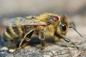 клещ варроа на пчеле фото