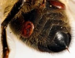 фото клеща варроа на брюшке пчелы