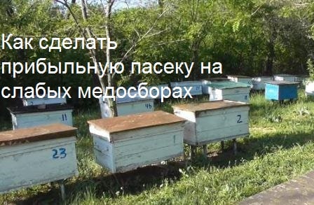 Как сделать прибыльную пасеку на слабых медосборах