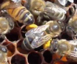 Пчела с обножкой на соте2