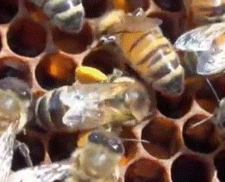Пчела с обножкой на соте