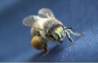 Пчелы несут пыльцу обножку в улей