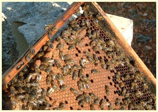 Эффективность использования пакетных пчел разных пород в условиях степной зоны Южного Урала