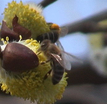 Пчела фото  пчелы на взятке с ивы