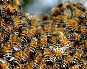 Дальневосточные пчёлы