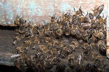 Пчела фото Дальневосточные пчелы