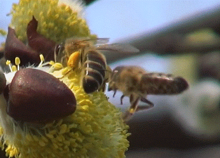 Дальневосточные пчелы в США
