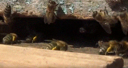 Пчела фото Дальневосточные пчелы несут обножку